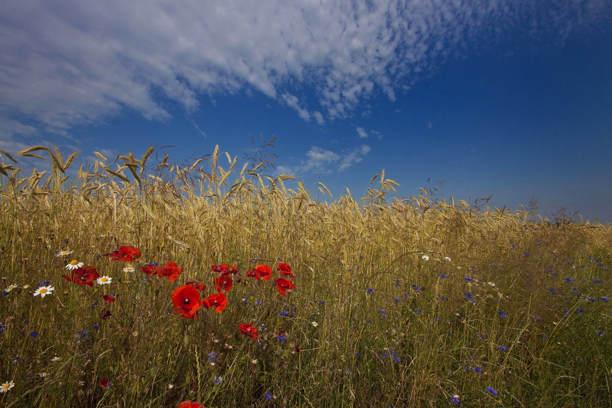 Blick endsommerliches Getreidefeld unter blauem Himmel mit einigen Kamille- und Mohnblüten im Vordergrund